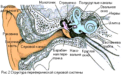 Структура переферической слуховой системы